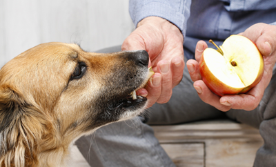 cachorro-pode-comer-fruta